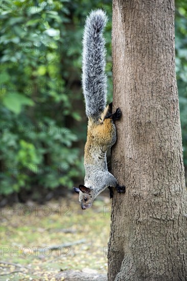 Guayaquil squirrel