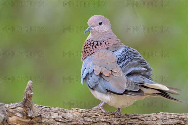 Laughing dove