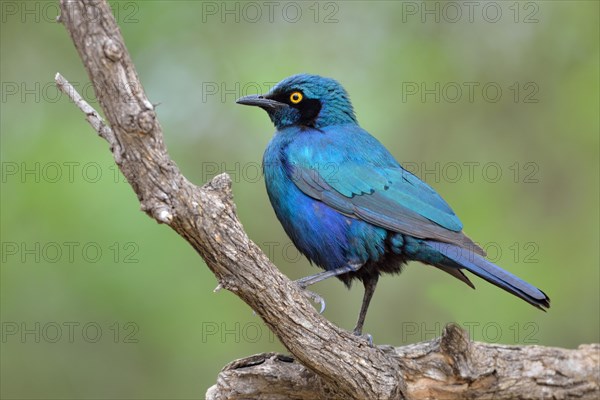 Greater blue-eared starling