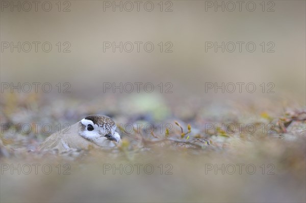 Eurasian dotterel