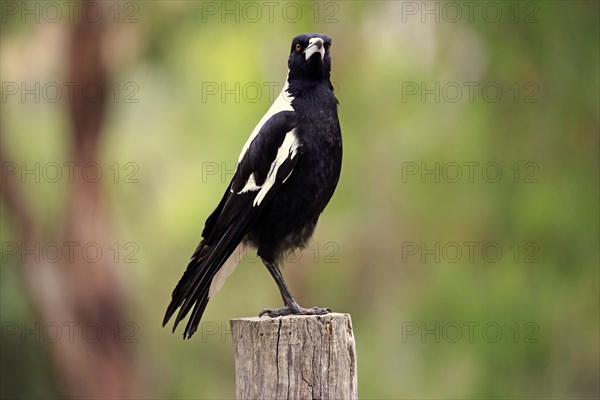 Australian magpie