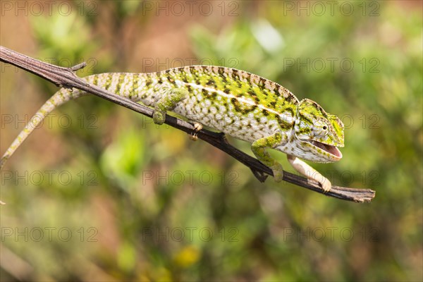 Jewel chameleon