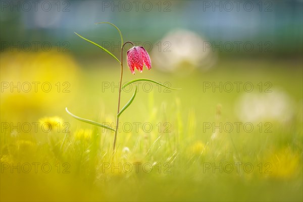 Snake's Head Fritillary