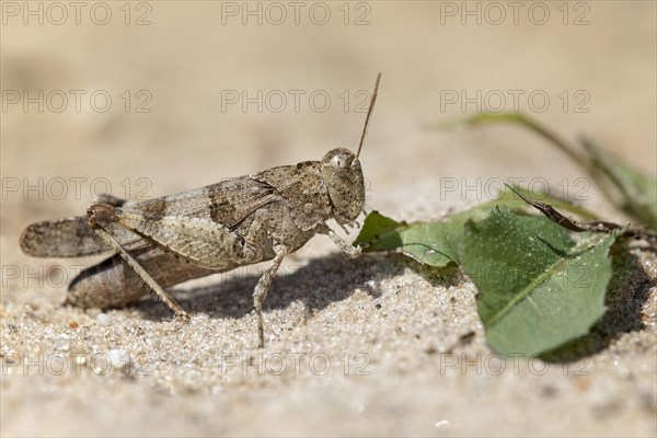 Blue-winged grasshopper