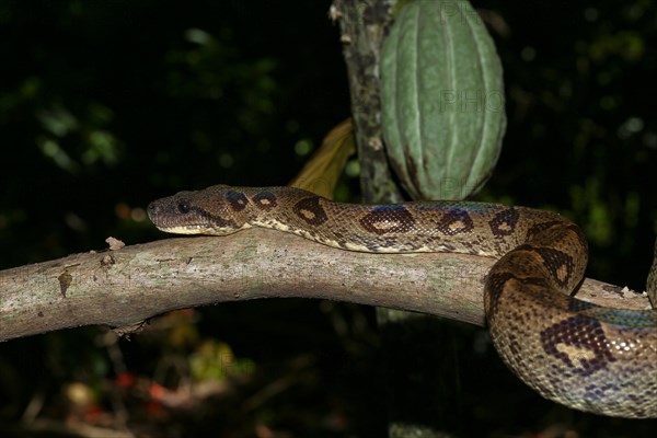 Madagascar tree boa