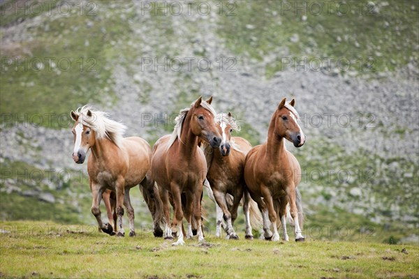 Dun Haflingers trotting