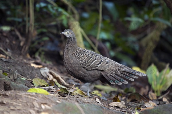 Burmese or grey peacock-pheasant