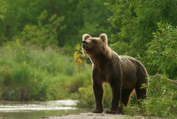 Brown bear