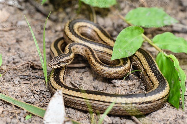 Malagasy colubrid