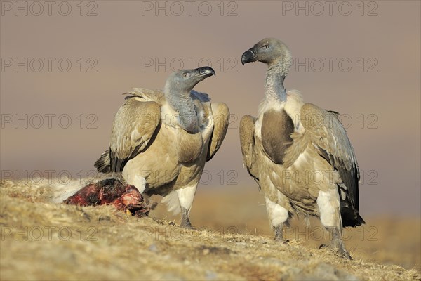 Cape vultures