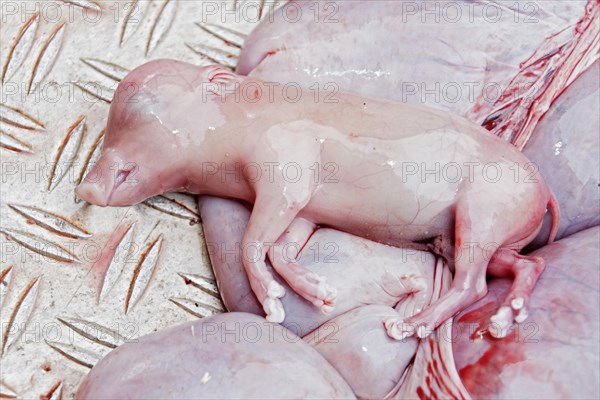 Fetus of a boar