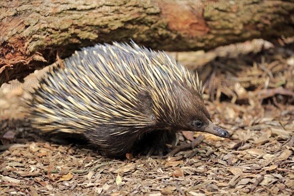 Short-beaked echidna