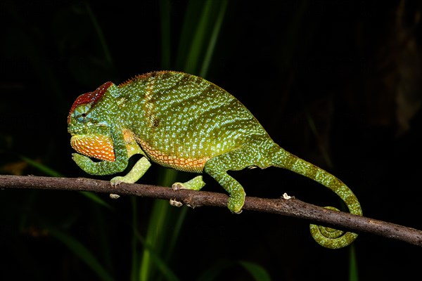 Male two-horned chameleon