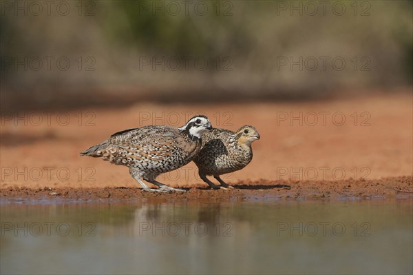 Northern Bobwhites