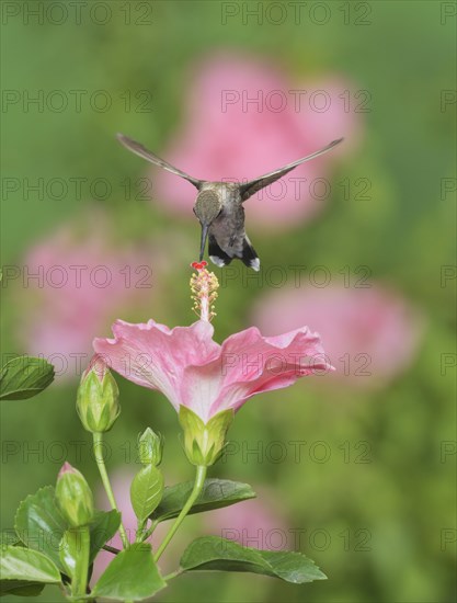 Ruby-throated Hummingbird