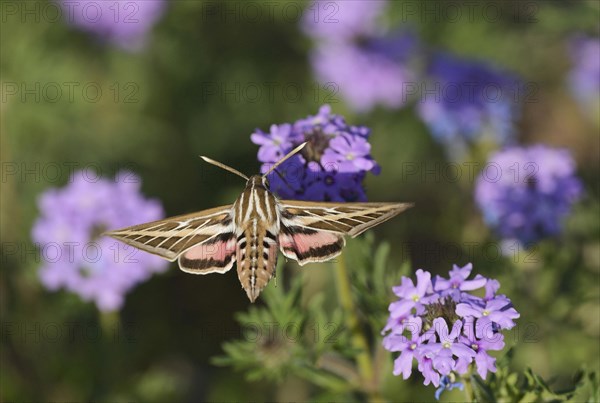 White-lined Sphinx