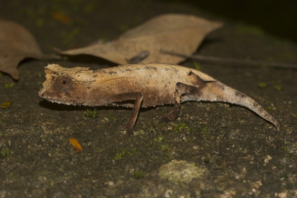 Plated leaf chameleon