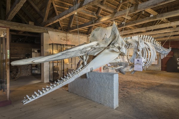 Skeleton of a sperm whale