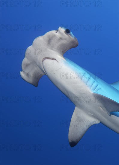 Scalloped hammerhead shark