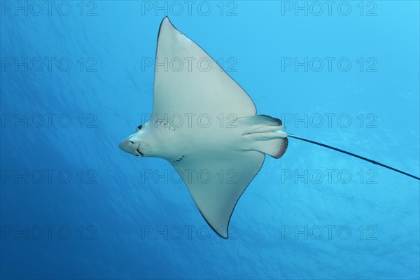 Spotted eagle ray