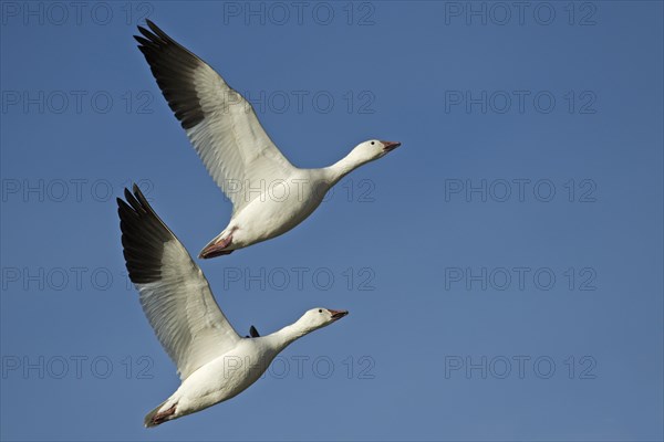 Two snow geese