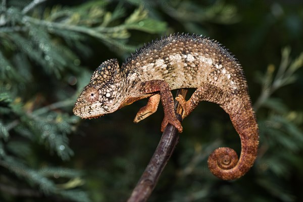 Malagasy giant chameleon