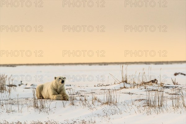 Polar bear