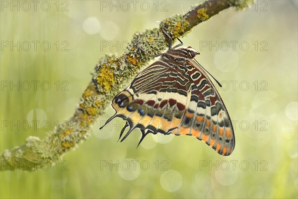 Two-tailed Pasha