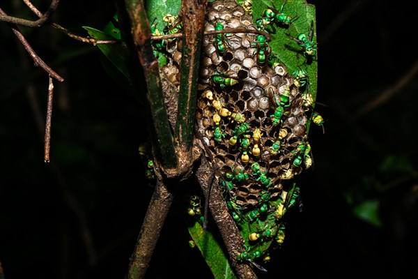 Paper wasp nest