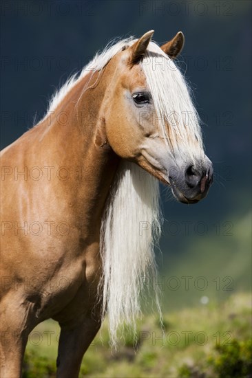 Haflinger with long mane on the alp