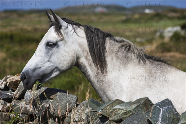 Connemara pony looking over stone wall