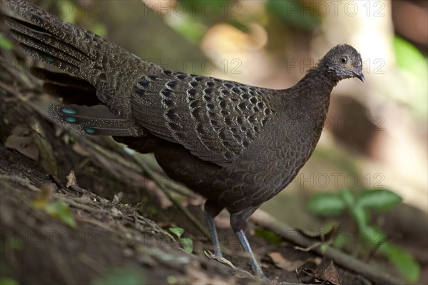 Burmese or grey peacock-pheasant