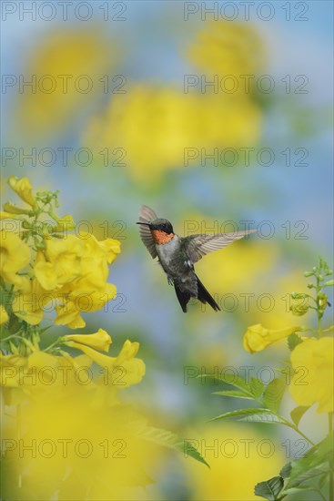 Ruby-throated Hummingbird