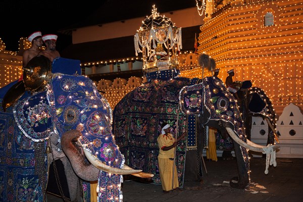 Decorated elephants