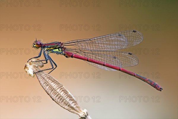 Large red damselfy