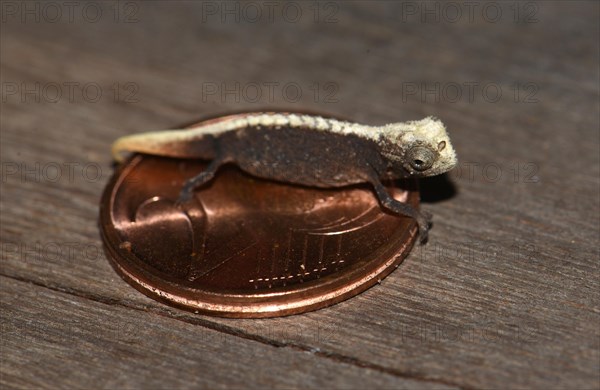 Male dwarf chameleon