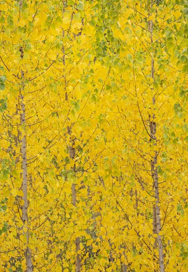 Yellow aspens