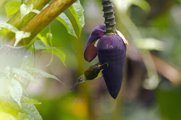 Little spiderhunter