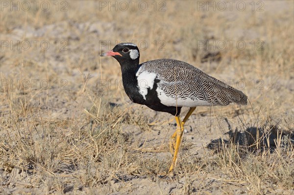 Northern black korhaan