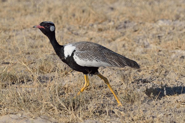 Northern black korhaan