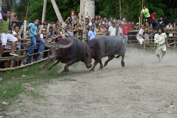 Two water buffalos