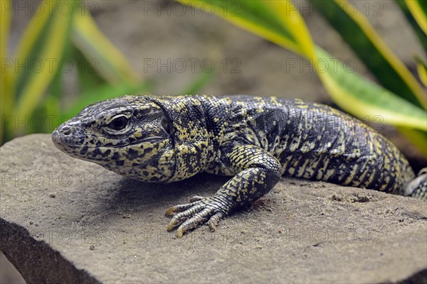 Argentine Black White Tegu