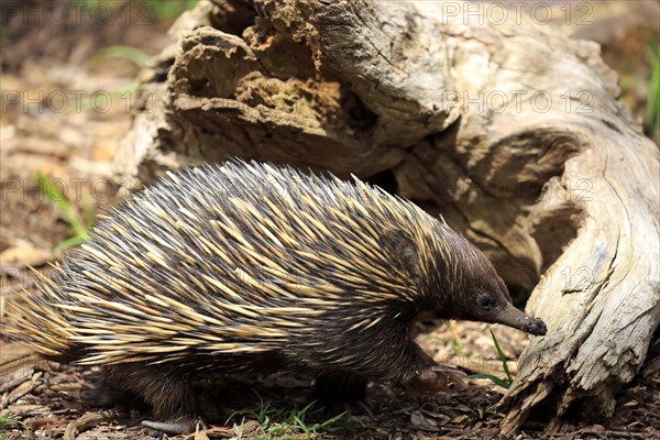 Short-beaked echidna