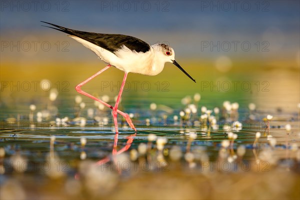 Black-winged stilt