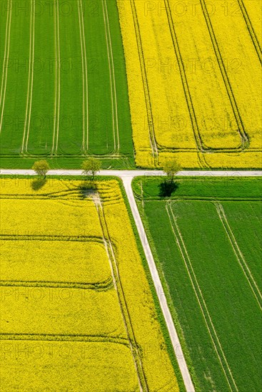 Rape fields on the city boundary between Warstein-Belecke and Anrochte-Erwitte