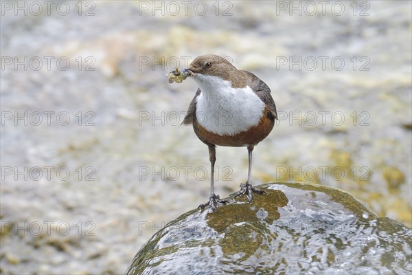 White-breasted dipper