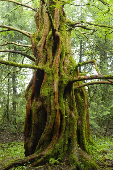 Dawn redwood