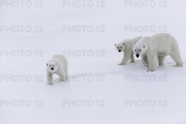 Polar bears