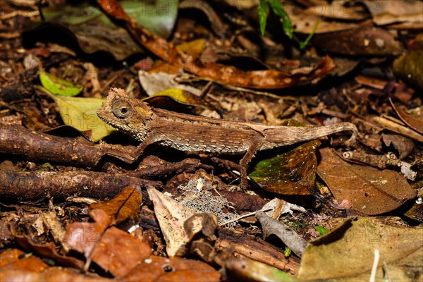 Leaf chameleon