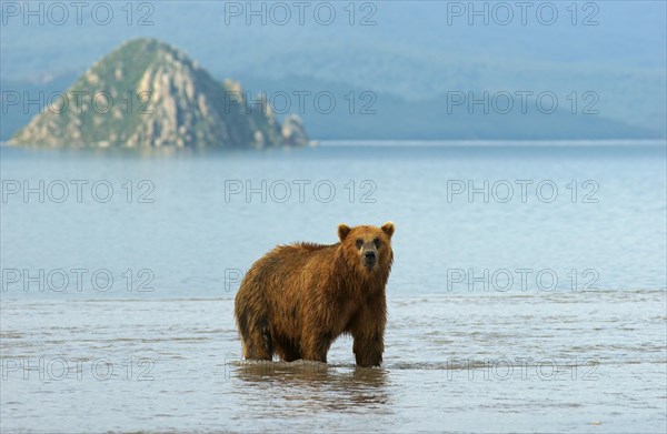 Brown bear